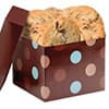 Photo of Chocolate Chip Cookies