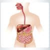 Photo of Digestive Health