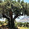Photo of Adopt an Olive Tree
