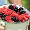 Photo of Berry Plants