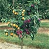 Photo of Fruit Trees