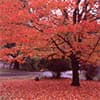 Photo of Landscape Trees