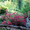 Photo of Garden Plants