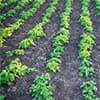 Photo of Vegetable Plants