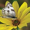Photo of Butterfly Gardens