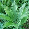 Photo of Native Ferns