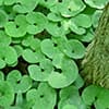 Photo of Groundcovers