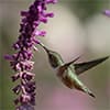 Photo of Hummingbird Gardens