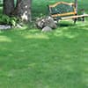 Photo of No-Mow Lawn
