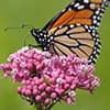 Photo of Monarch Favorites