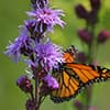 Photo of Monarch Habitat Gardens