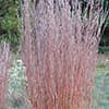 Photo of Native Grasses