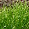 Photo of Native Sedges
