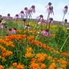 Photo of Native Seed Mixes