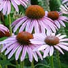 Photo of Native Wildflowers
