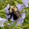 Photo of Pollinator Gardens