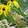 Photo of Songbirds Gardens