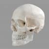 Photo of Anatomy