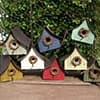 Photo of Birds & Nature