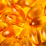 Photo of Fish Oil