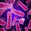 Photo of Probiotics