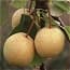Photo of Fruiting Plants