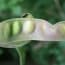 Photo of Rare & Unusual Plants