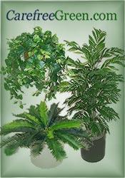 CarefreeGreen.com