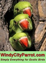 Windy City Parrot