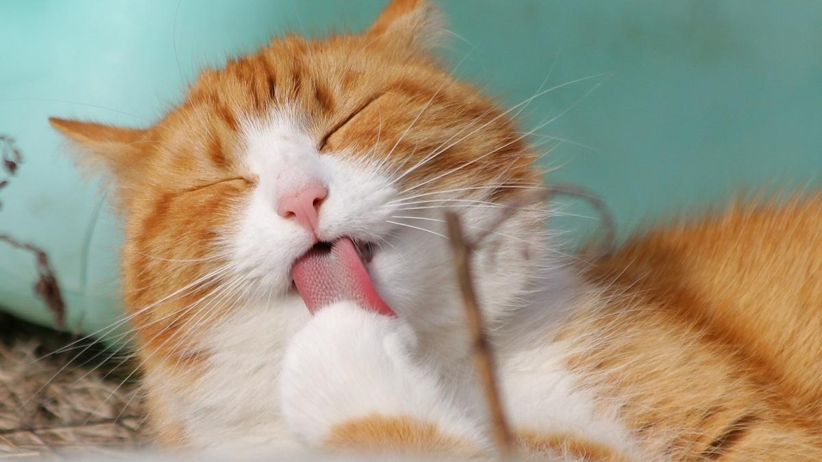 Top 10 Cat Forums to Follow: The Best Read