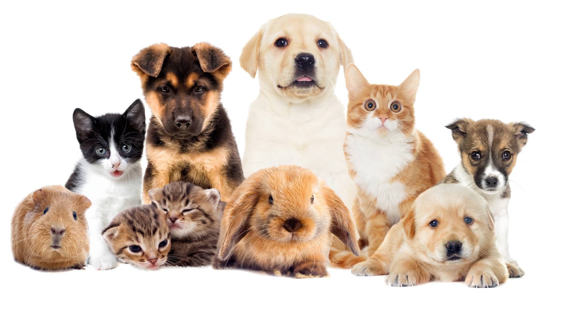 Top 10 Perfect Pocket Pets You Might Want to Have