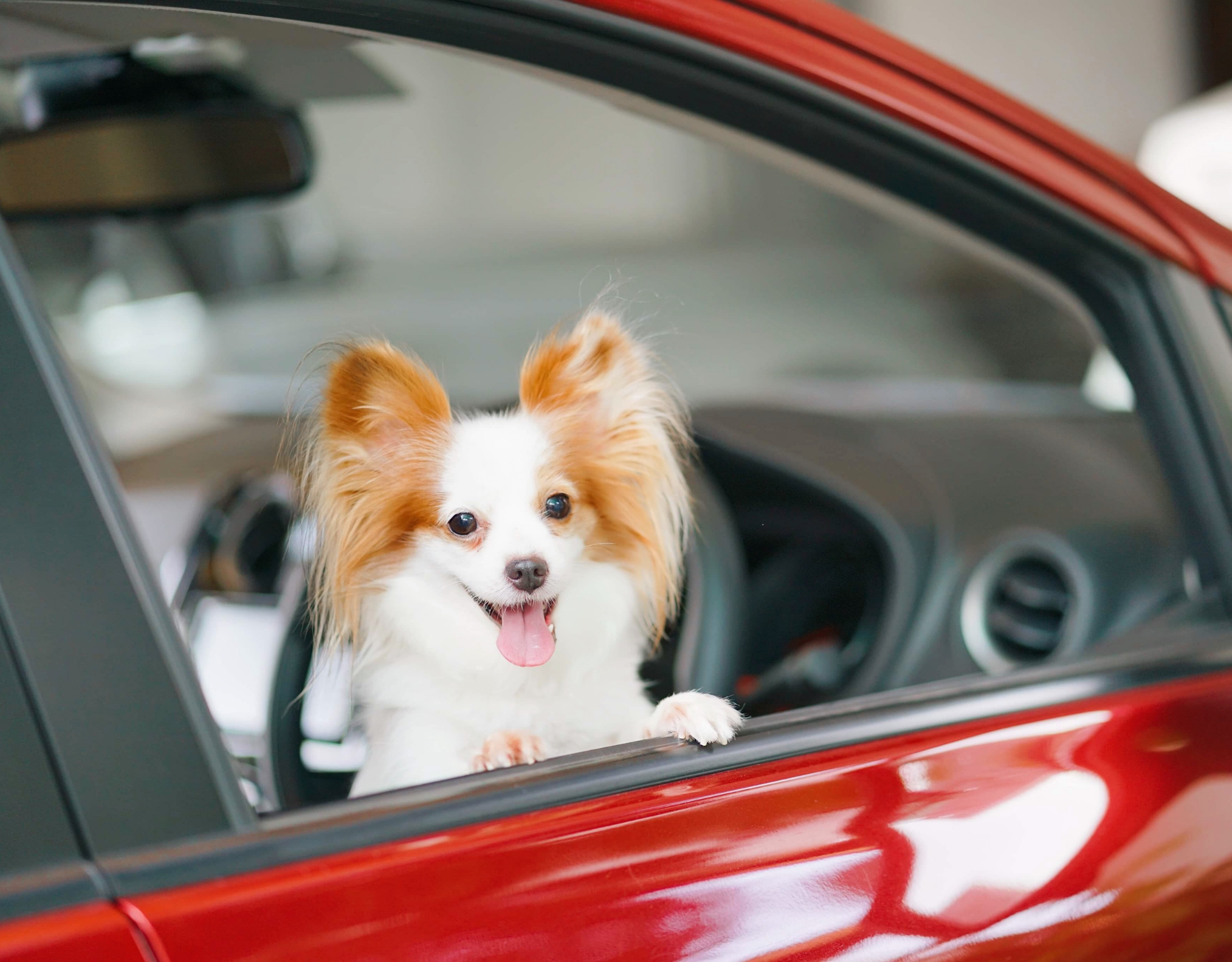 Amazing Tips for Traveling With Pets