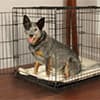 Photo of Dog Containment
