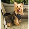 Photo of Dog Collars and Leashes