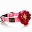 Photo of Collars, Harnesses & Jewelry