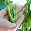 Photo of Beans Seeds