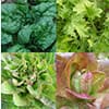 Photo of Garden Collections & Mixes