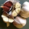 Photo of Gourmet Garlic Bulbs
