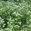 Photo of Grain & Cover Crop Seeds