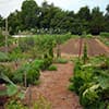 Photo of Growing Guides