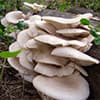 Photo of Mushroom Spawn