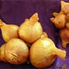 Photo of Perennial Onion Bulbs