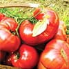 Photo of Tomato Seeds