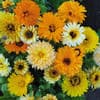 Photo of Flower Seeds