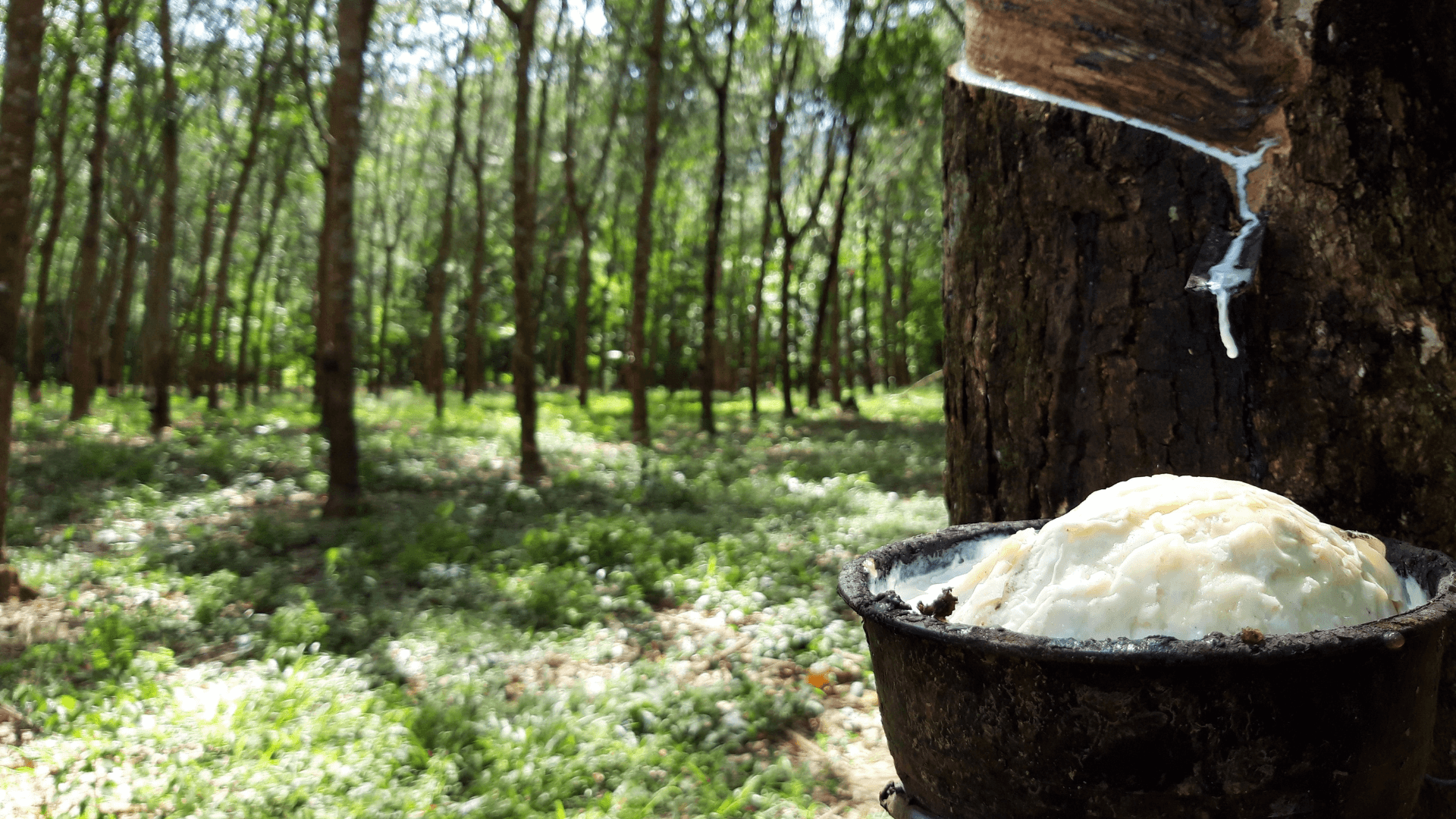 Where Does Rubber Come From? Learning the Simple Things
