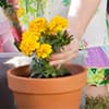 Photo of Potting & Planting