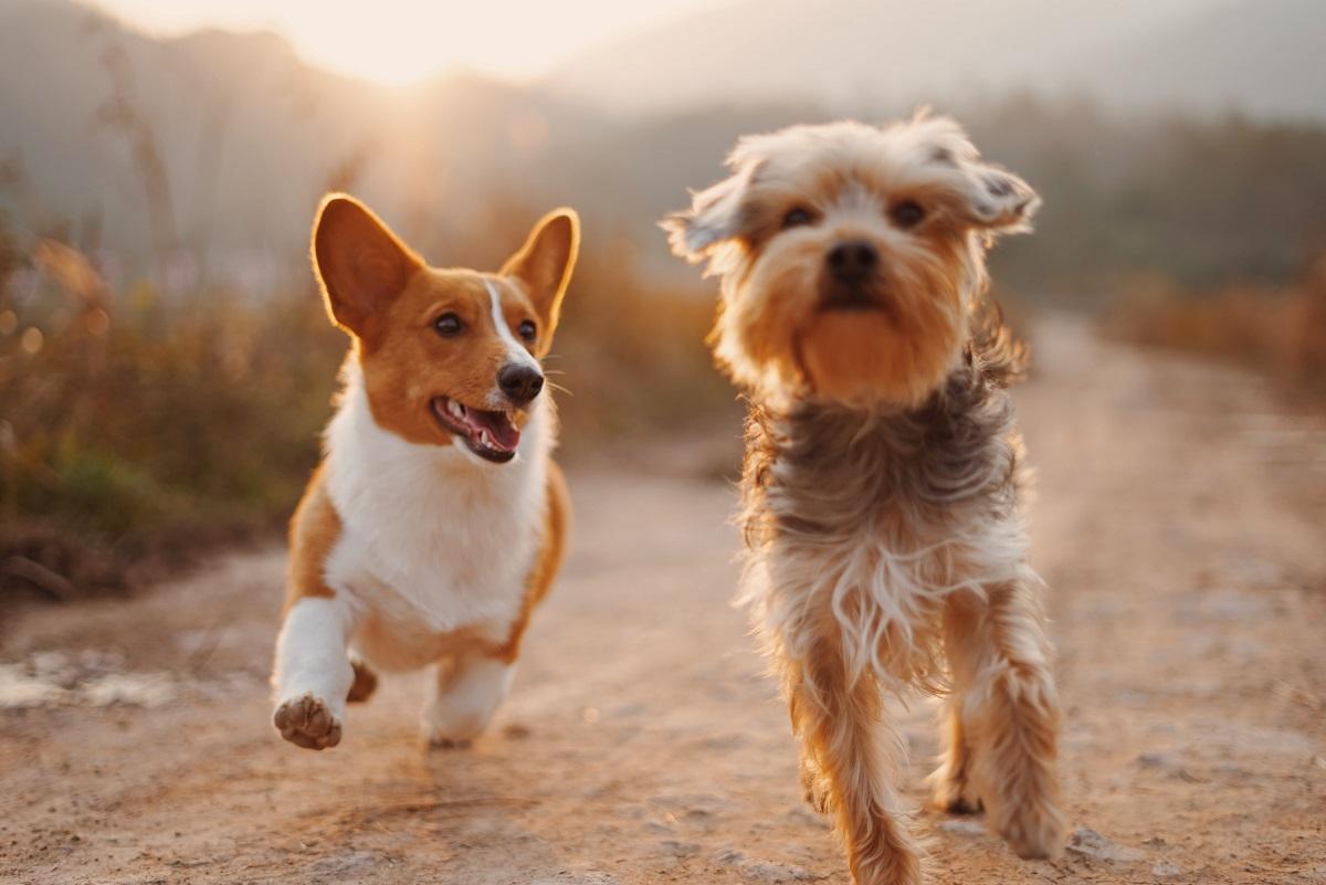 What is the Importance of Pet Health and Medication?