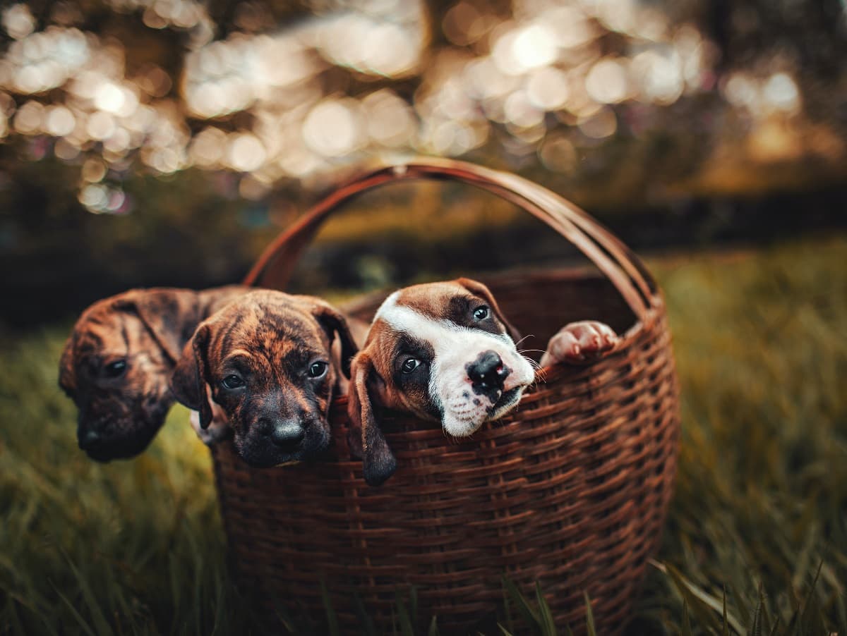 How to Keep Pets Safe: Best Tips for Pet Owners
