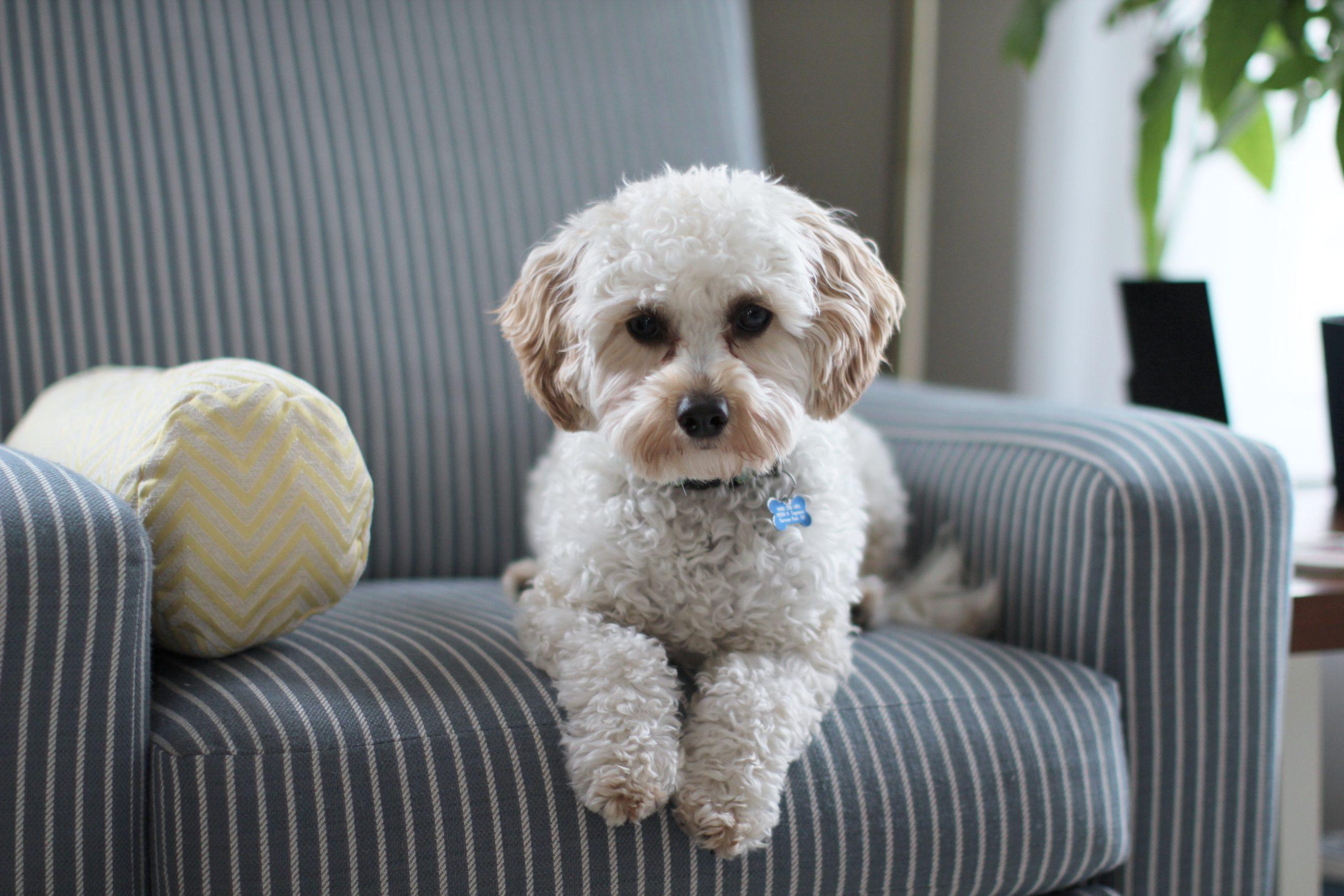 How to Protect your Furniture from Your Pets
