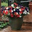 Photo of Container Gardens